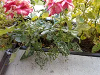 IMAG1175.webp