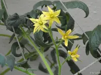 c049.webp