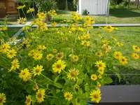 Garten_Sonnenauge (1).webp