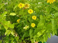 Garten_Sonnenauge (2).webp