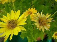 Garten_Sonnenauge (3).webp