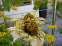 Garten_Sonnenauge (5).webp