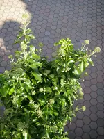 Efeu_22_08_2018 (2).webp