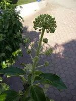 Efeu_22_08_2018 (3).webp