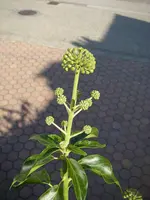 Efeu_22_08_2018_2 (4).webp