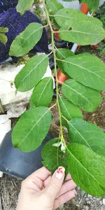 IMG-20180822-WA0005.jpg