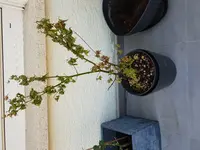20180823_075145.webp