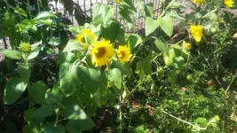 Sonne.webp