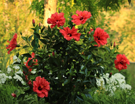summer feelings hibiscus_red_900.JPG