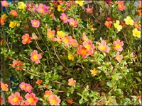 c056.webp