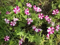 05. Blume.webp