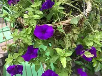03. Blume.webp
