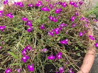 13. Blume.webp