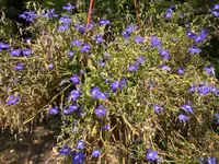 14. Blume.webp