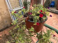 16. Blume.jpg