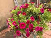 17.. Blume.jpg