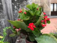 01. Blume.webp 01. Blume.webp