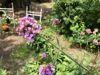 02. Blume.webp 02. Blume.webp