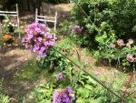 02. Blume.jpg