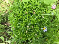 03. Blume.webp 03. Blume.webp