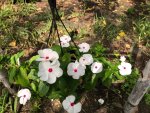 04. Blume.jpg 04. Blume.jpg