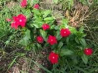 05. Blume.webp 05. Blume.webp