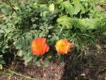 06. Blume.jpg 06. Blume.jpg