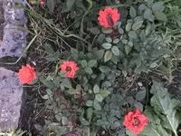 07. Blume.webp 07. Blume.webp