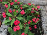 08. Blume.jpg 08. Blume.jpg