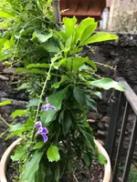 09. Blume.webp 09. Blume.webp