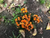 10. Blume.webp 10. Blume.webp