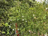 11. Blume.webp 11. Blume.webp