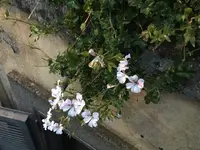 12. Blume.webp 12. Blume.webp