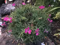 13. Blume.webp 13. Blume.webp