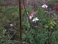 14. Blume.webp 14. Blume.webp