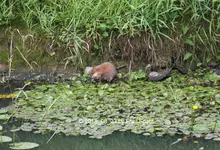 Forum Bisam Fluss 40D _2018_08_23_001978.webp