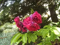 BILD0481.webp