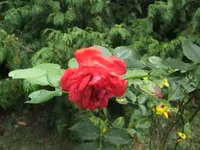 BILD0539.webp