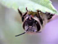 Bienchen schläft noch.webp