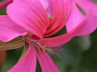 Hängegeranie.webp