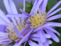 Herbstaster.webp