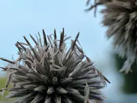 Kugeldistel.webp