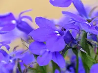Männertreu.webp