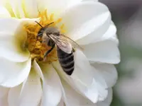 Pompondahlie.webp