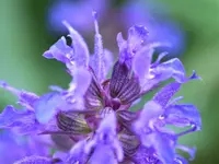 Salbei.webp