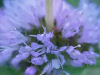 Weissnichtwiedieheißt.webp