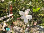 21. Blume b.jpg