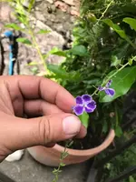22. Blume c.jpg