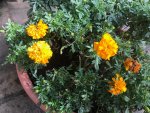 23. Blume a.jpg