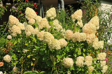 Limelight_full bloom_800.webp